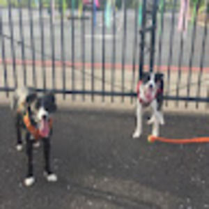 Meet your Posher, Deann